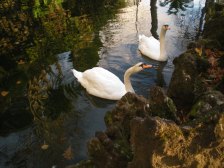 Swans in Monte Municipal Park