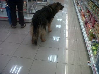 Dog in a shop