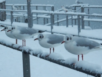 Pretty gulls all in a row