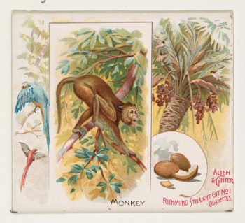 monkey card