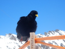 Jungfraujoch bird